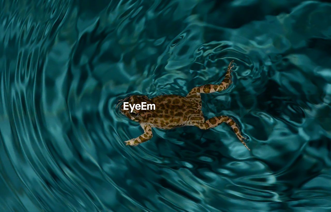 Close-up of frog swimming in lake