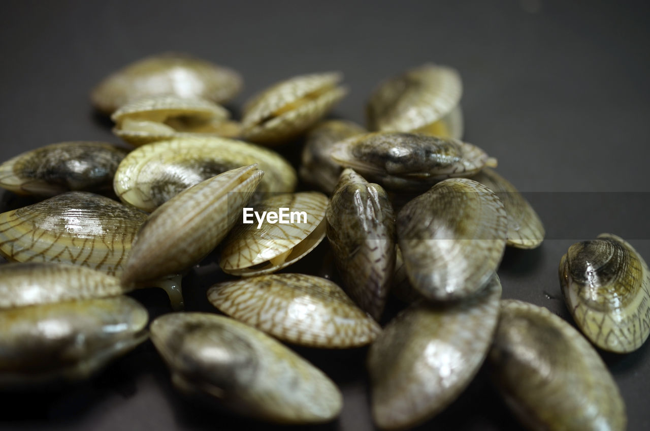 Raw surf clam on black background