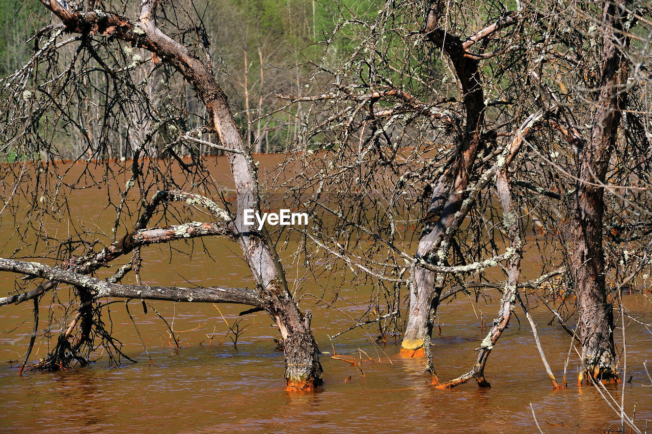 Dry trees on polluted water at forest