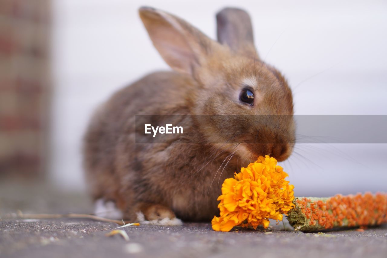Rabbit treats
