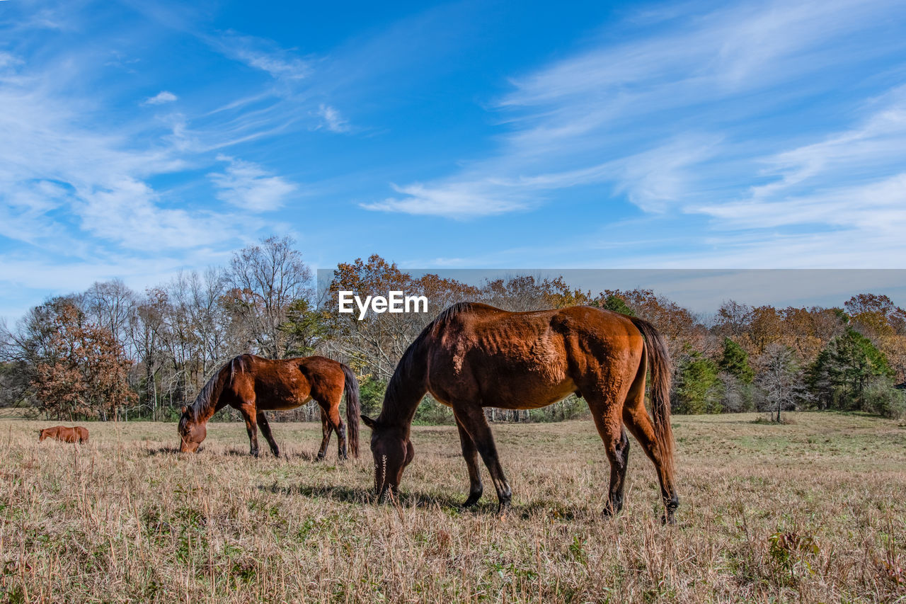 Countryside scenery of three brown horses grazing in an autumn pasture with blue skies.