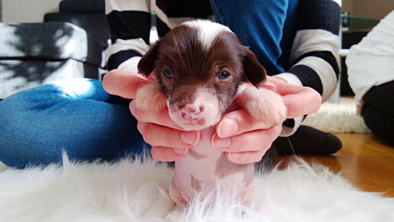 Close-up of person holding puppy at home