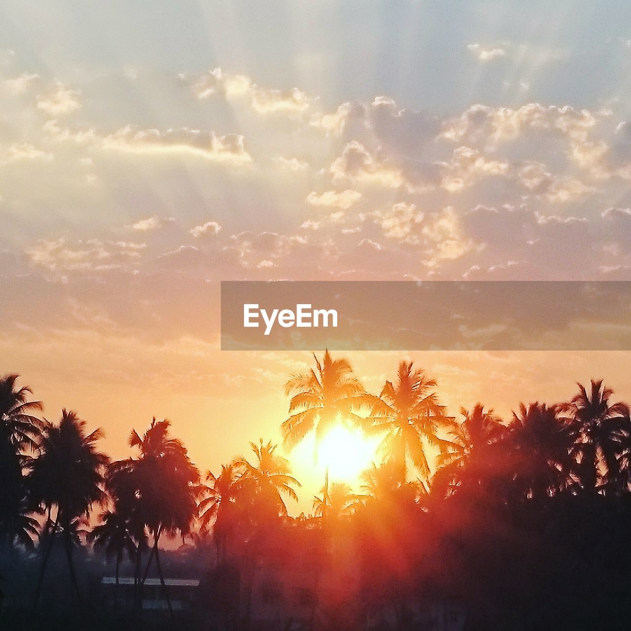 SILHOUETTE OF TREES AT SUNSET