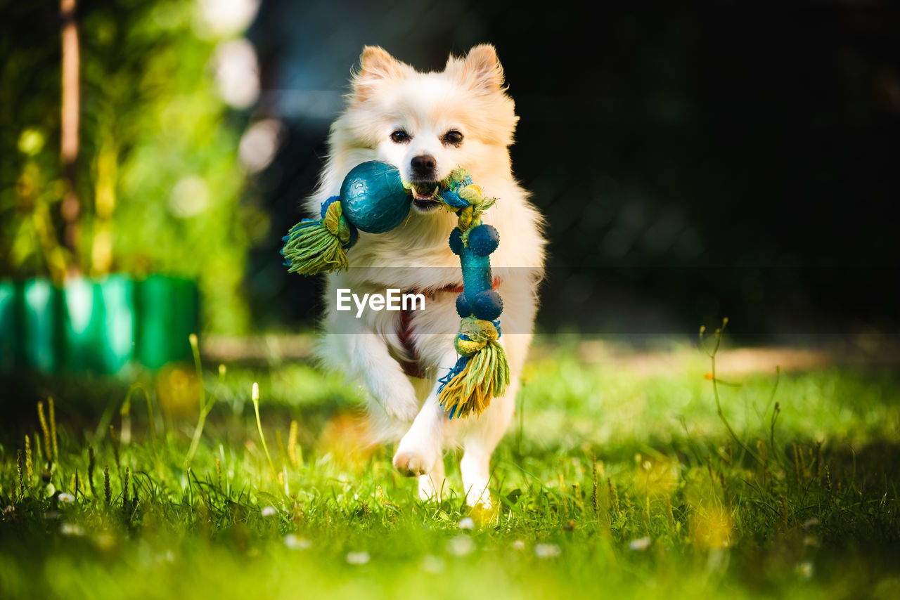 DOG RUNNING ON GRASSLAND