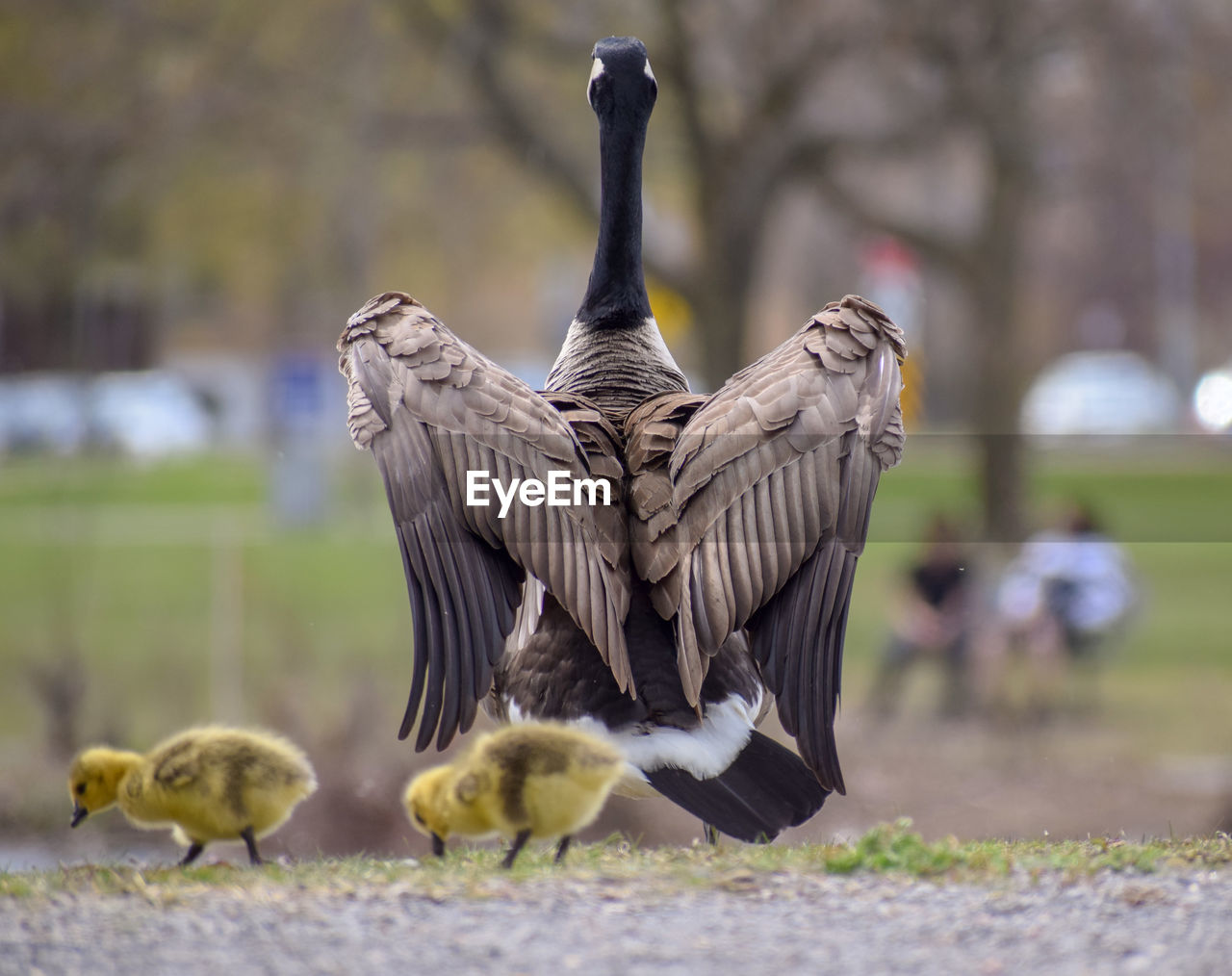 FLOCK OF BIRDS