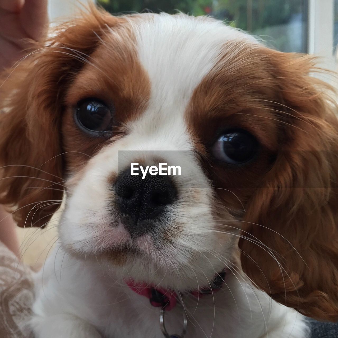 Close-up portrait of dog