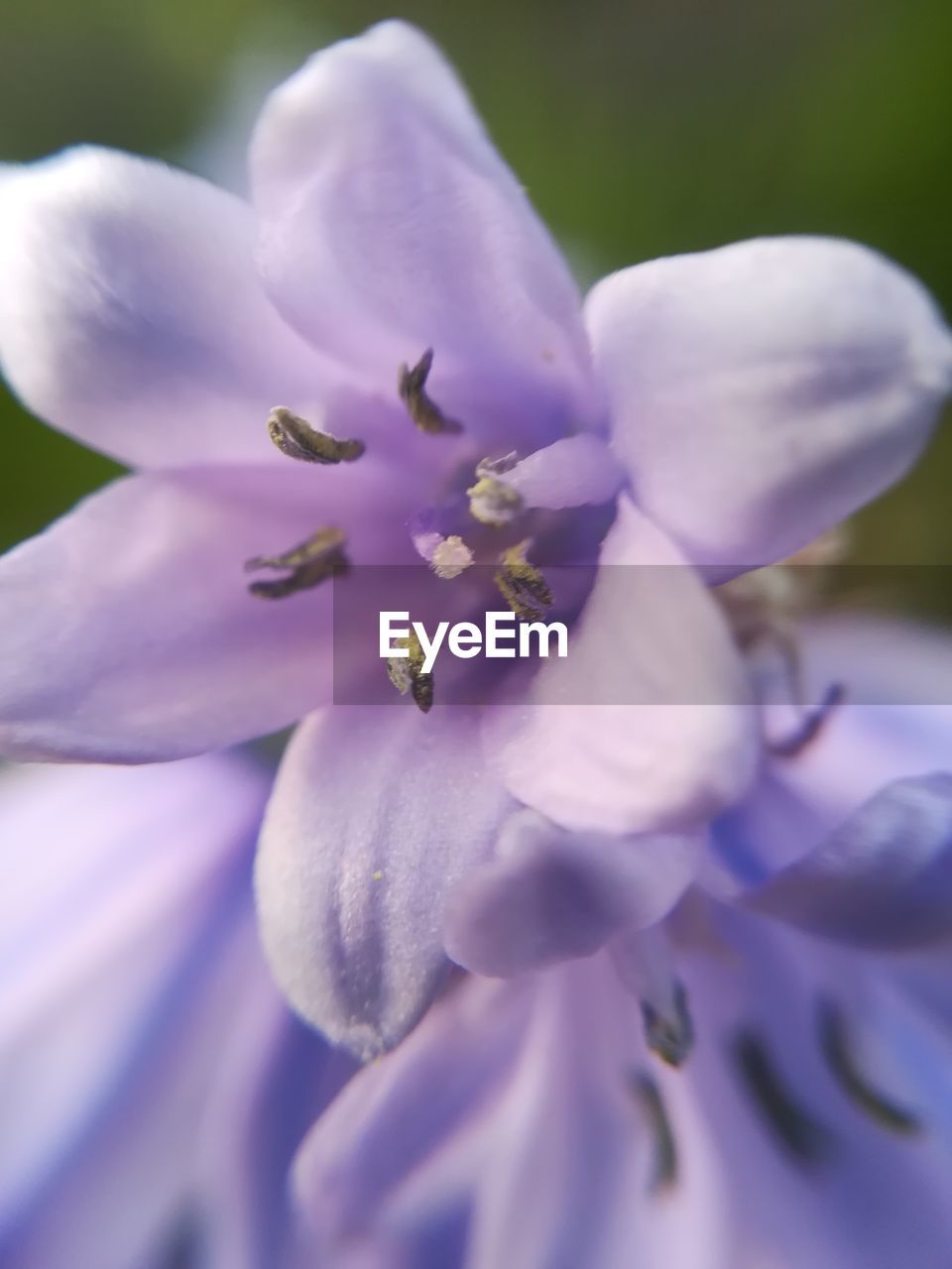 CLOSE-UP OF FRESH PURPLE CHERRY BLOSSOM