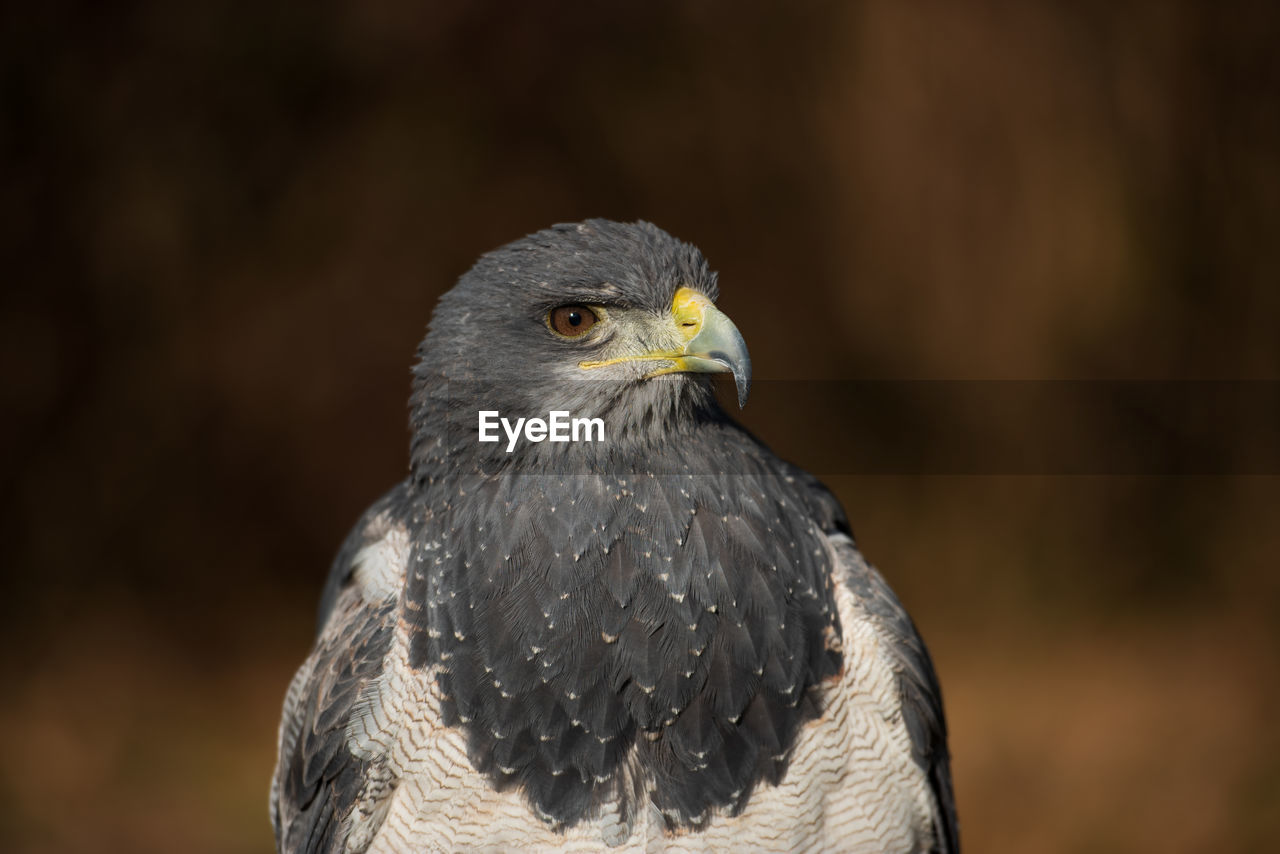 CLOSE-UP OF AN ANIMAL