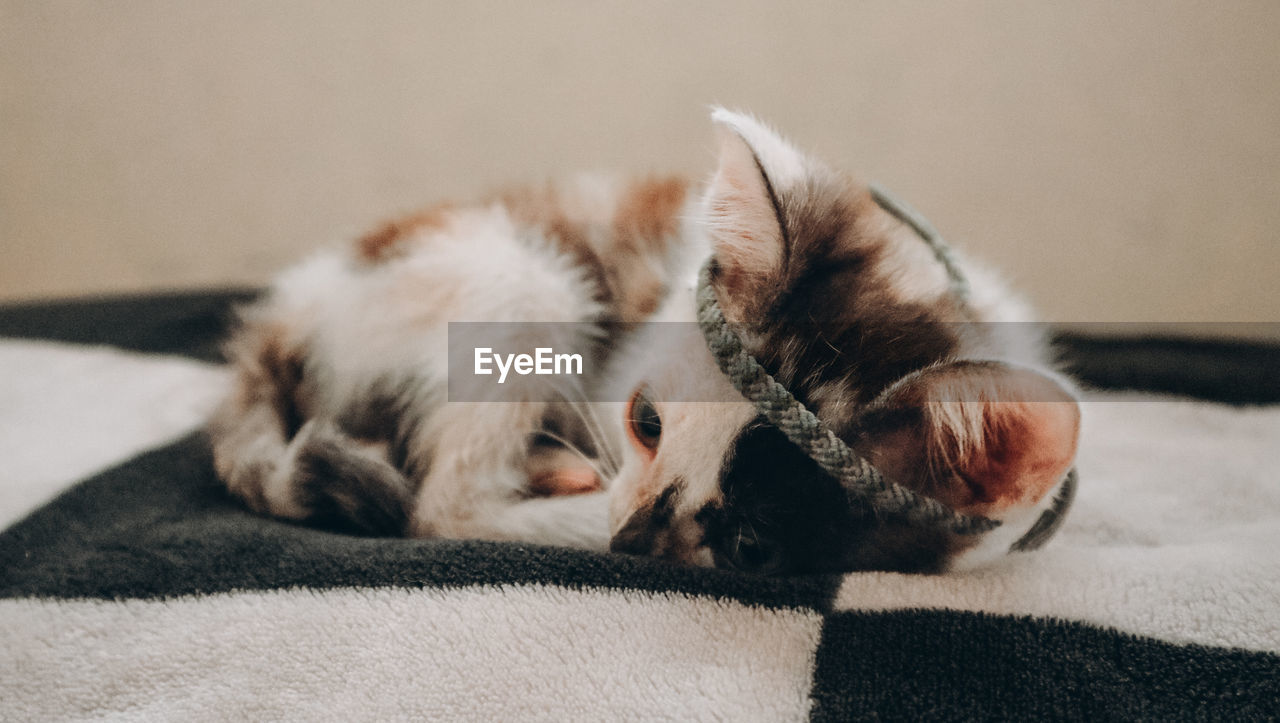 CLOSE-UP OF A CAT SLEEPING ON BED