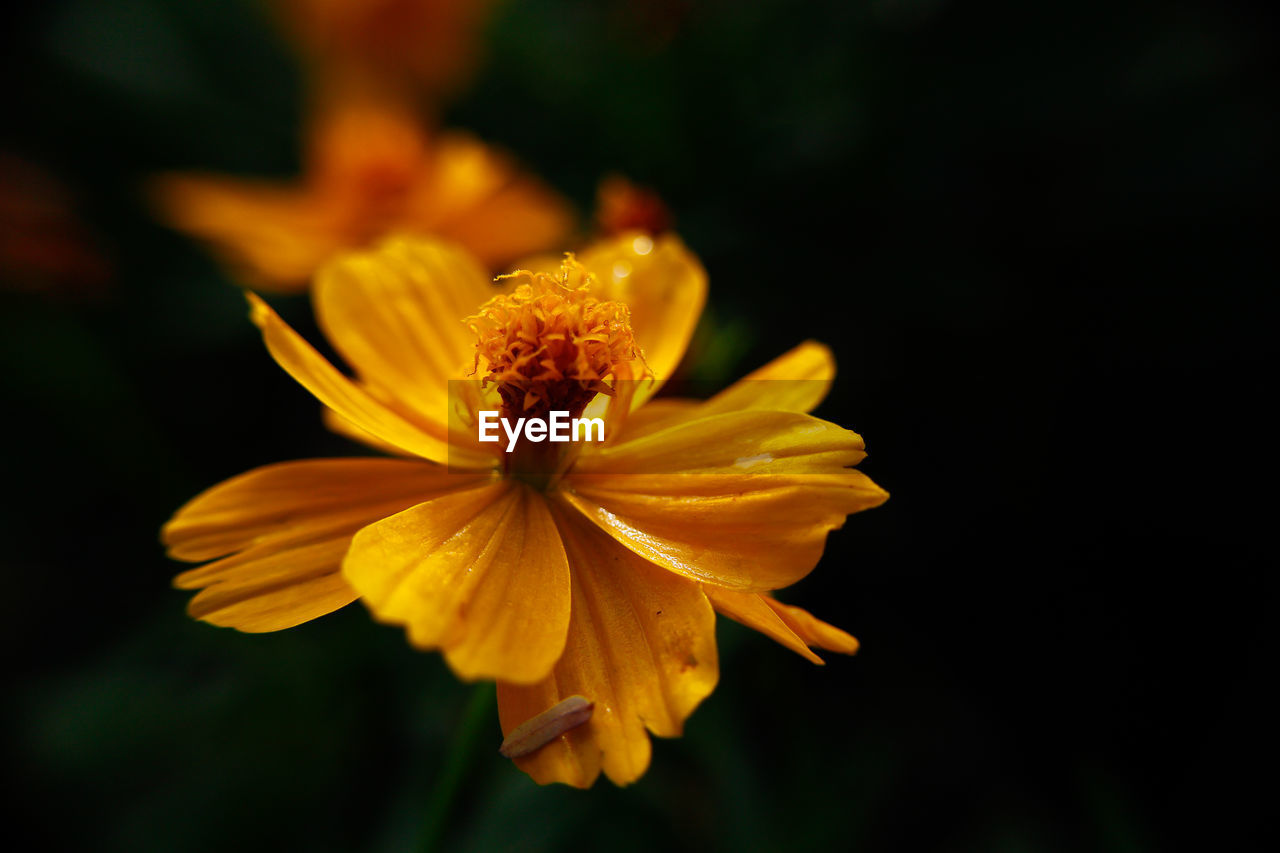 Close-up of yellow flower blooming outdoors