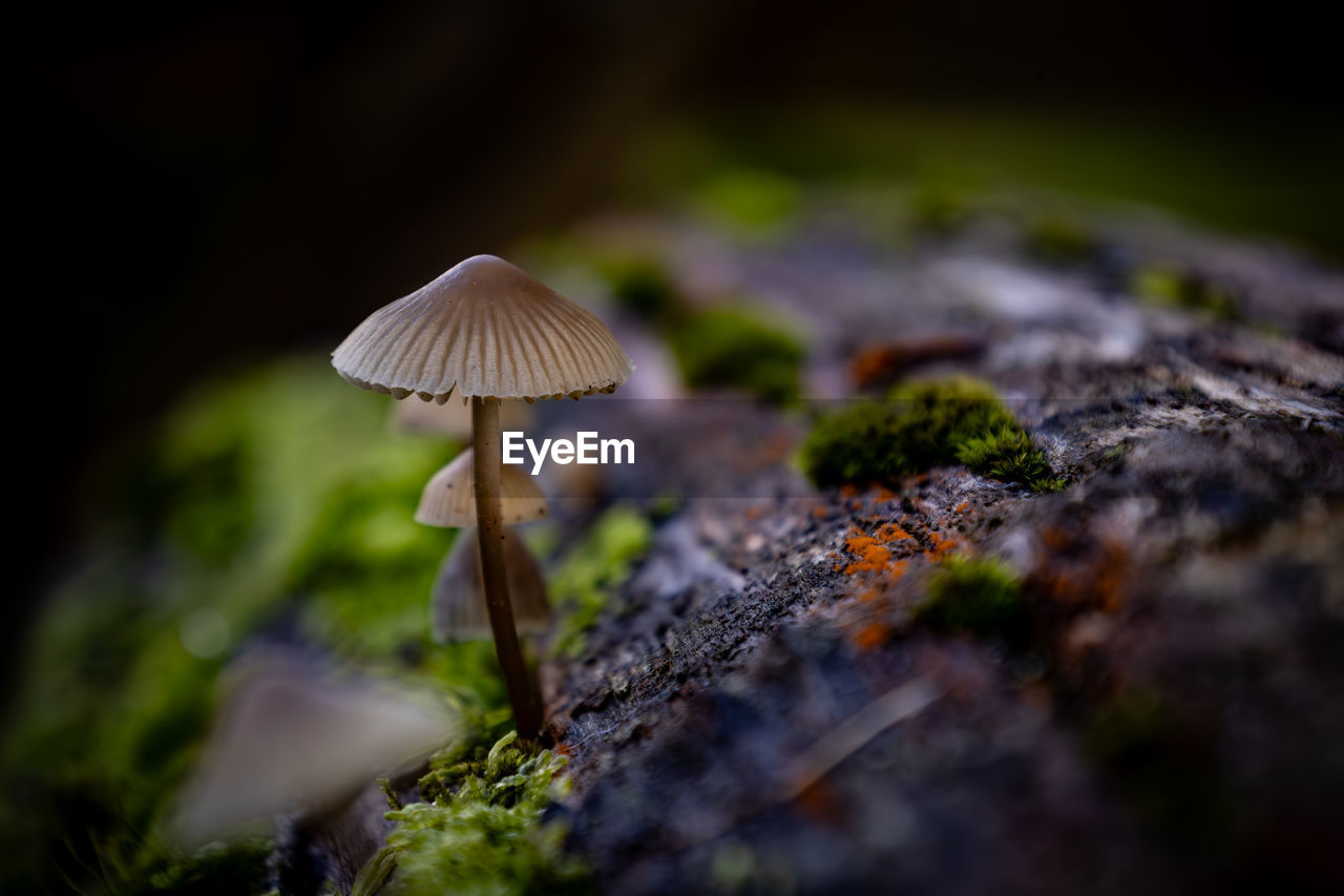 close-up of mushroom growing on tree