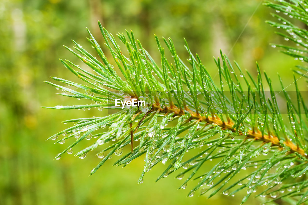 CLOSE-UP OF WET PLANT