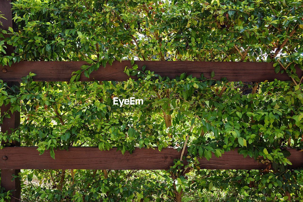 Wooden railing amidst plants