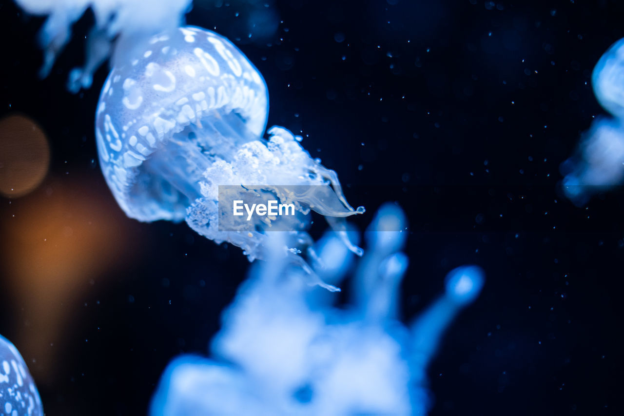 Close-up of jellyfish swimming in sea