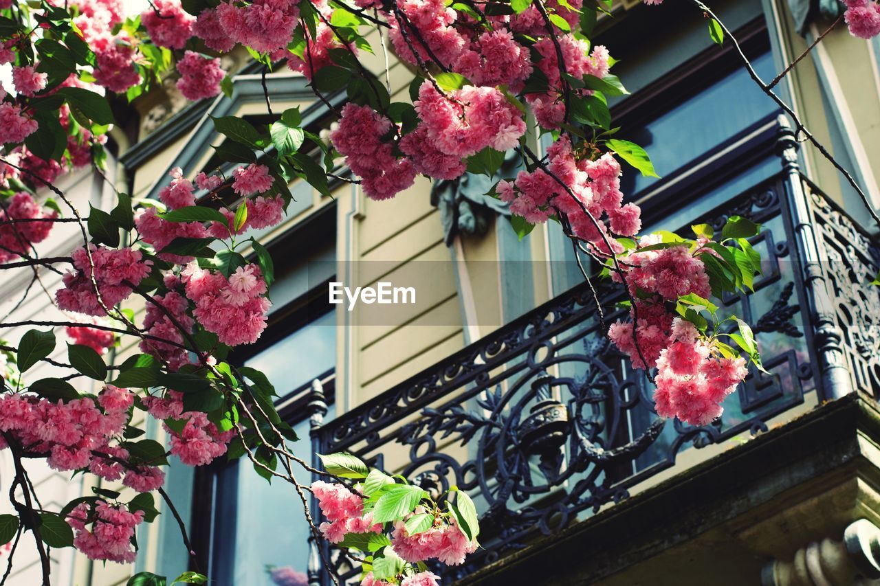 LOW ANGLE VIEW OF PINK FLOWERING PLANTS BY WINDOW OF BUILDING