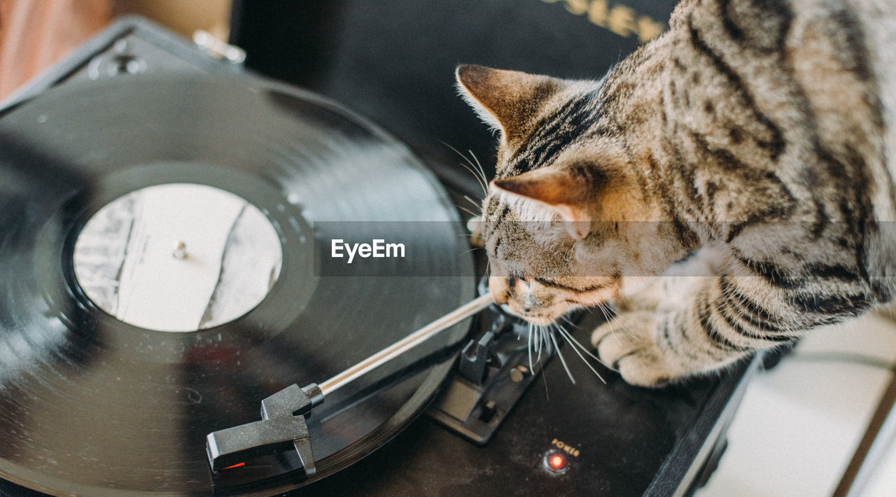 Close-up of cat with turntable
