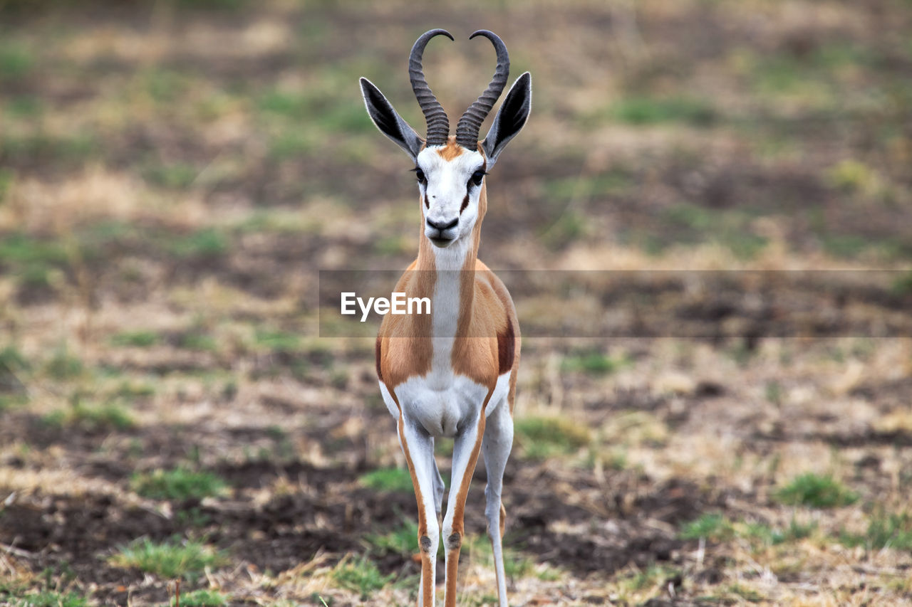 Portrait of oryx standing on field