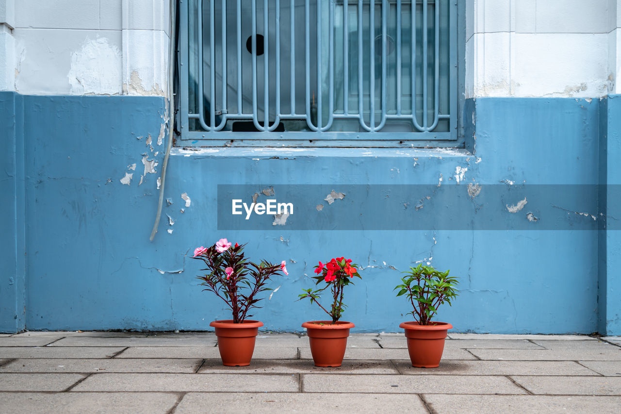 close-up of potted plant against wall