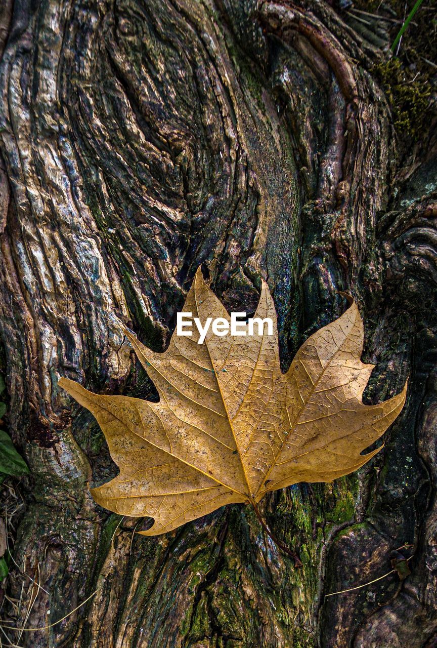 Close-up of maple leaf on tree trunk during autumn