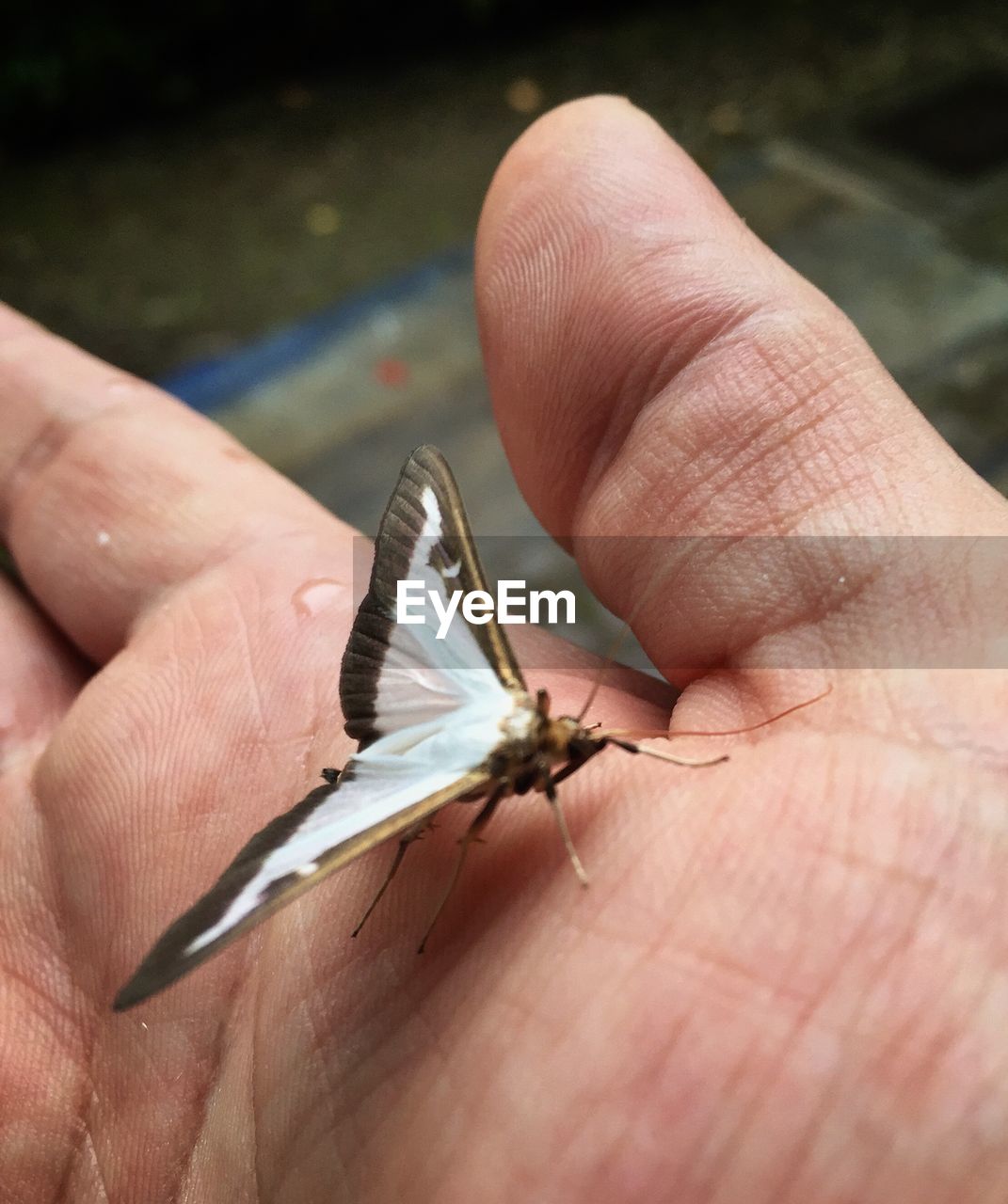 Cropped hand of person with butterfly