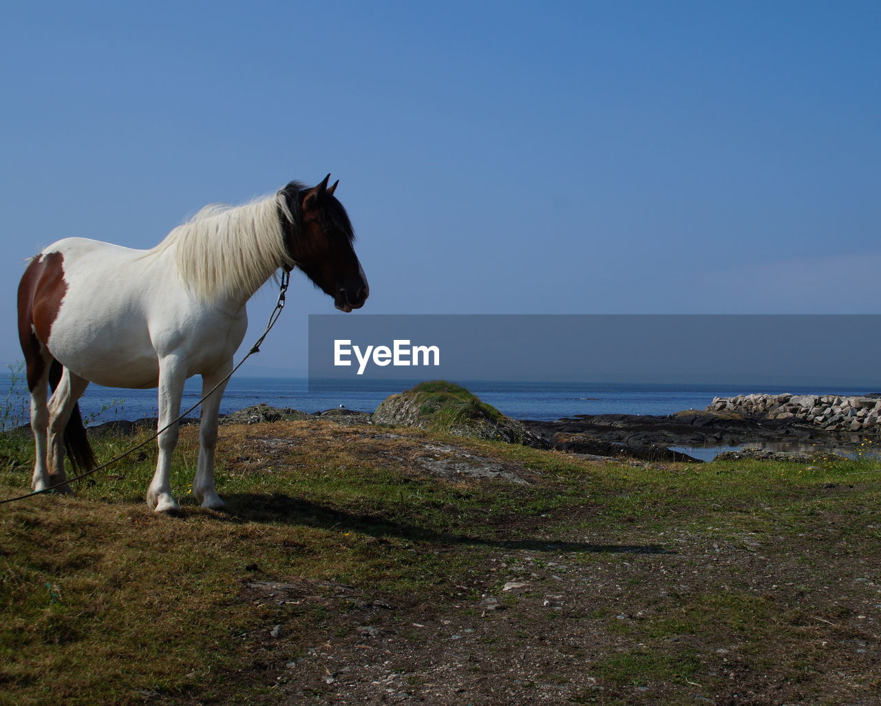 HORSES IN THE SEA