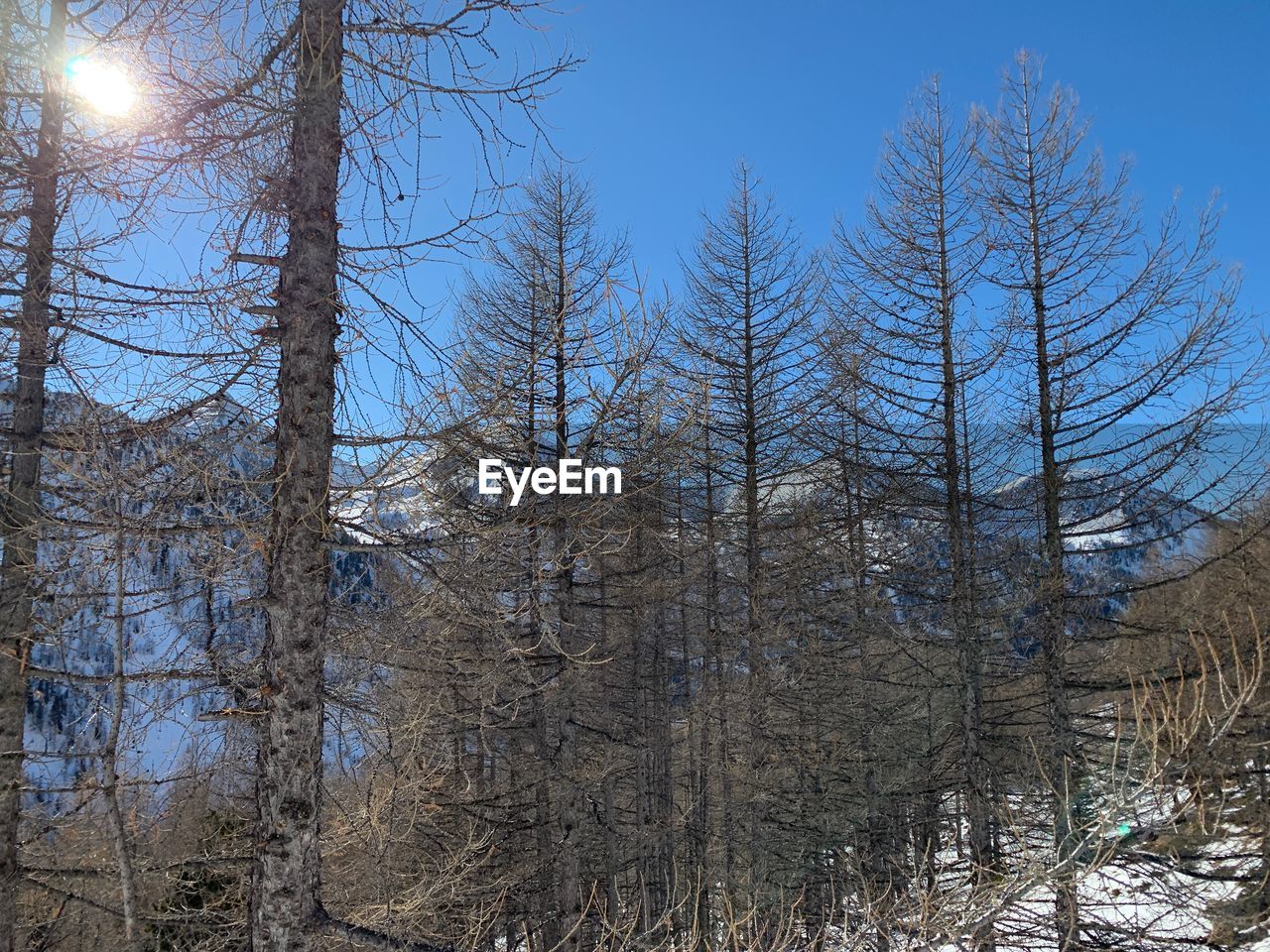 LOW ANGLE VIEW OF BARE TREES ON SNOW COVERED LAND