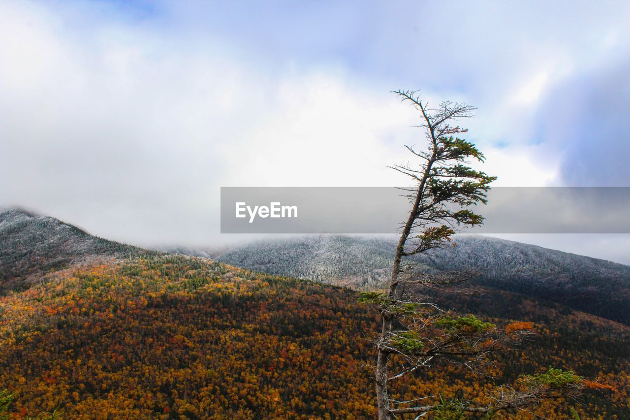 Plants on landscape against mountain range in foggy weather