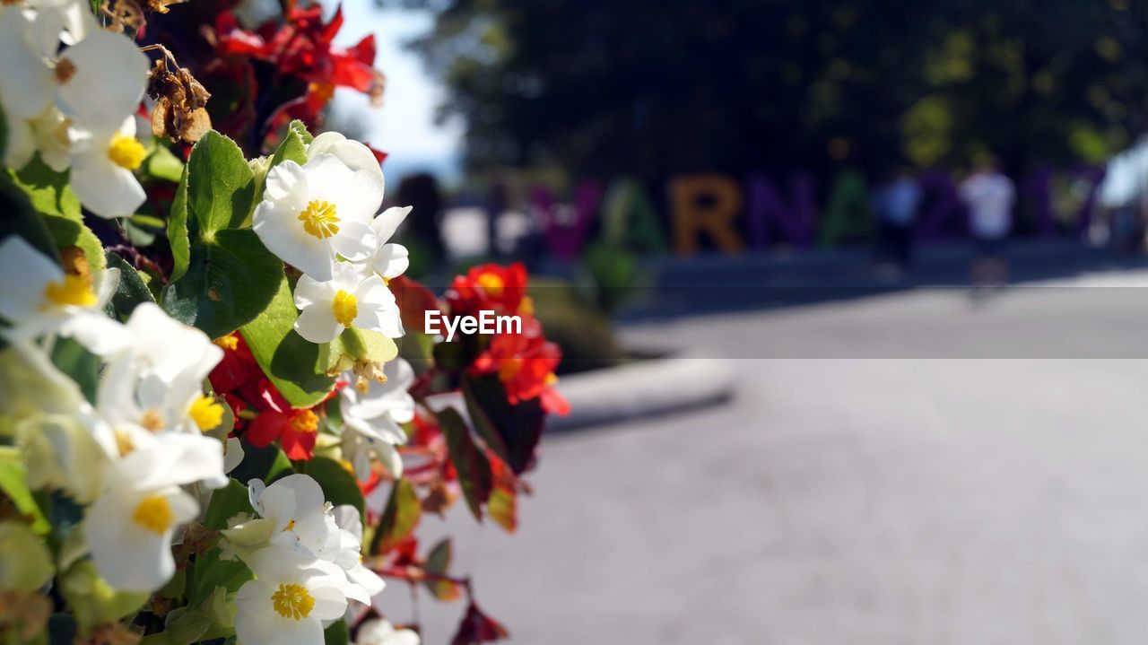 Close-up of flowers against blurred background