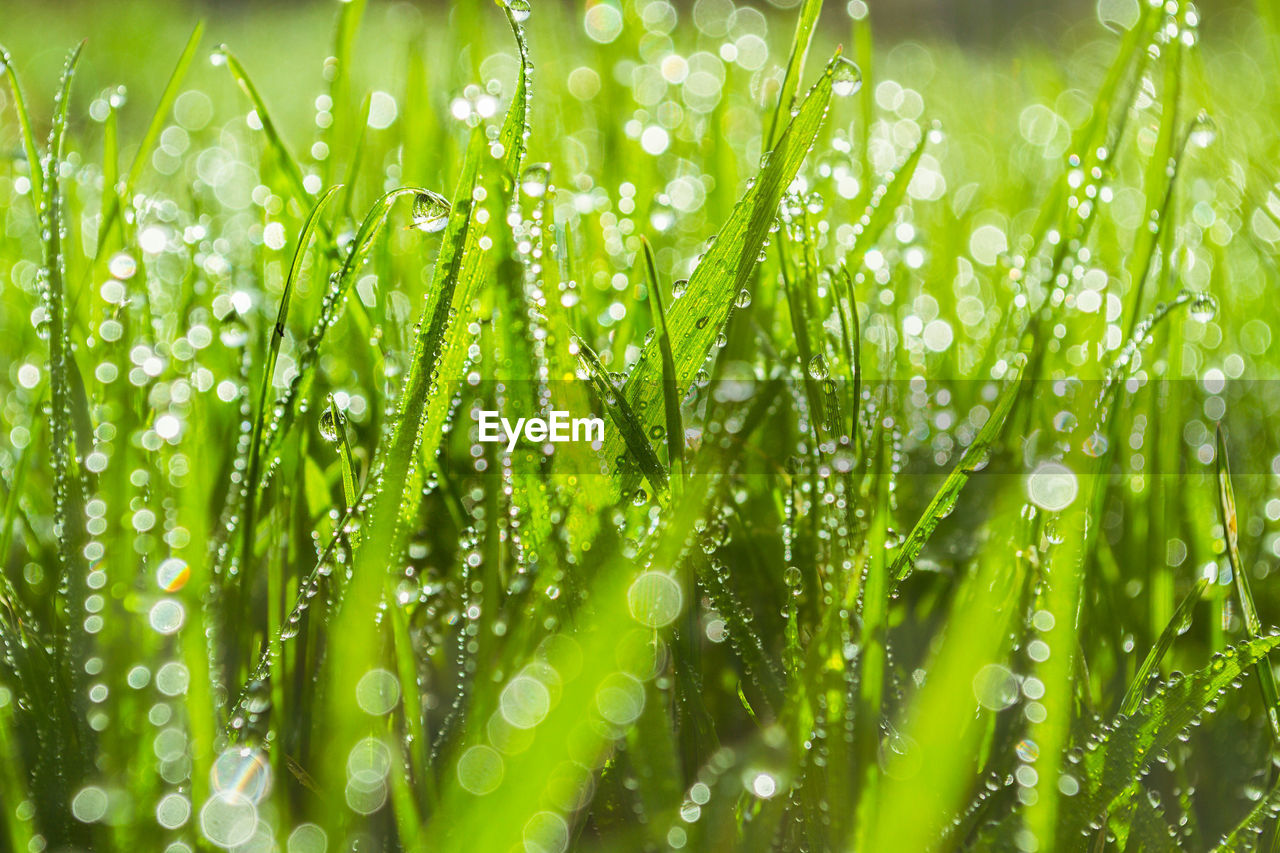 Close-up of wet grass during rainy season