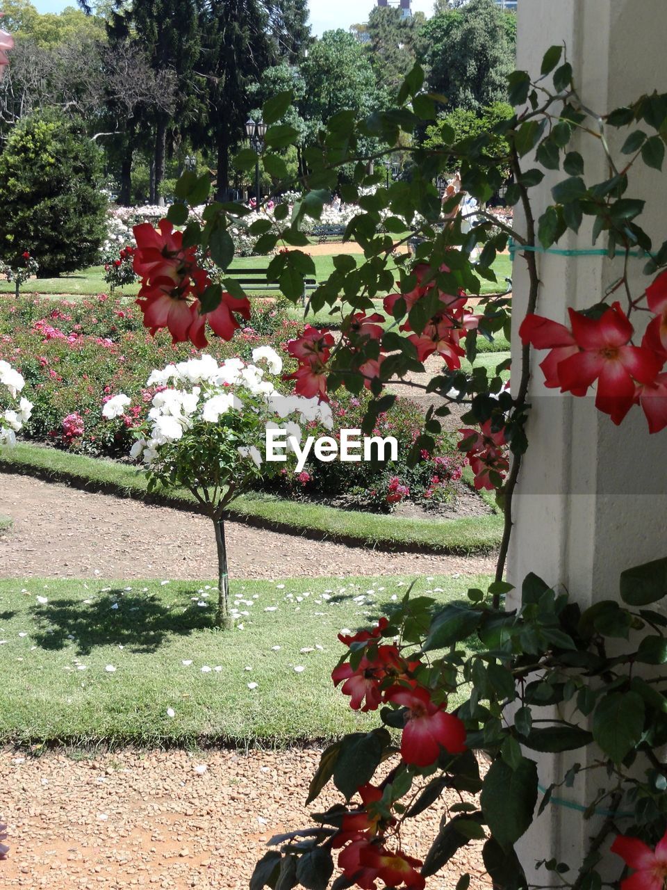 PINK FLOWERS ON TREE