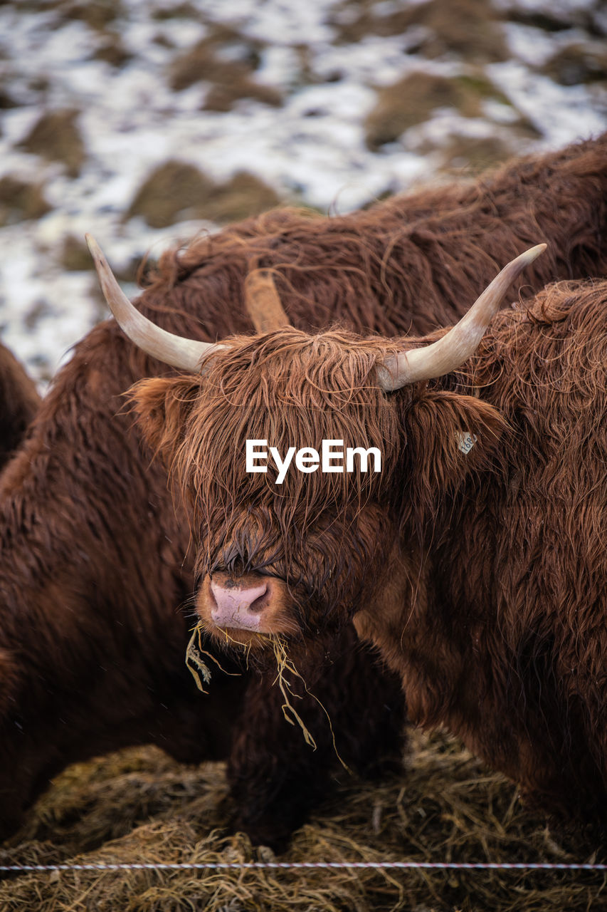 Highland cow with wet fluff eating dried grass while pasturing on snowy hill on faroe islands