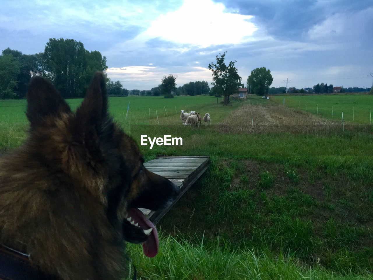 CLOSE-UP OF DOG ON FIELD AGAINST TREES