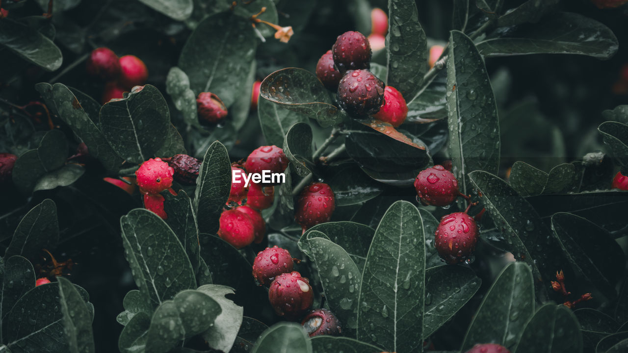 Close-up of berries growing on plant