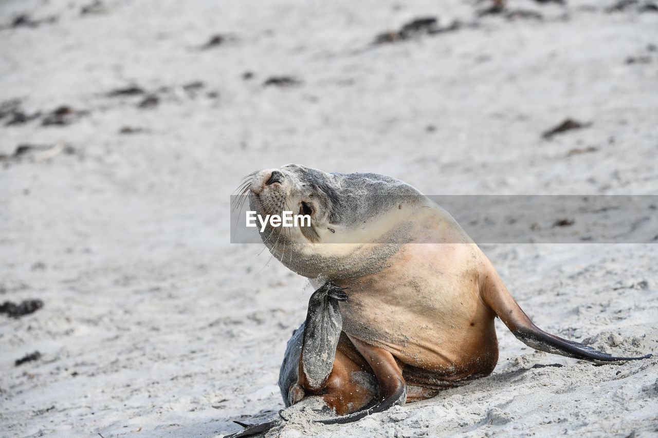 CLOSE-UP OF SEA LION ON BEACH