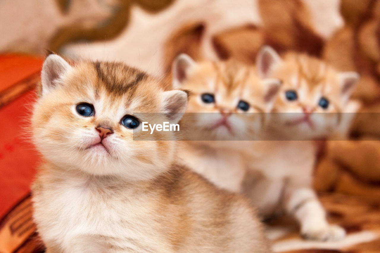 Three cute golden british kittens sit one after another