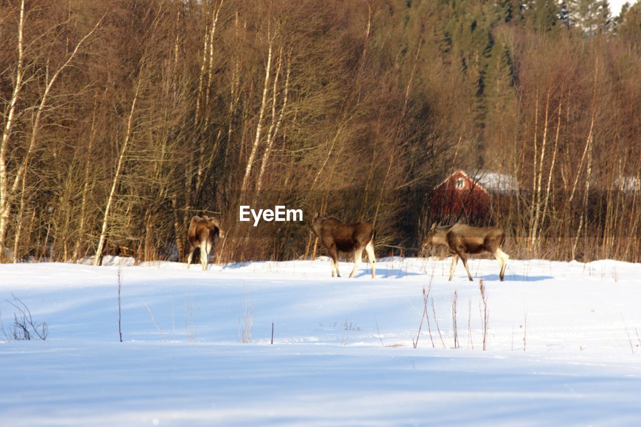 TREES ON SNOW COVERED FIELD