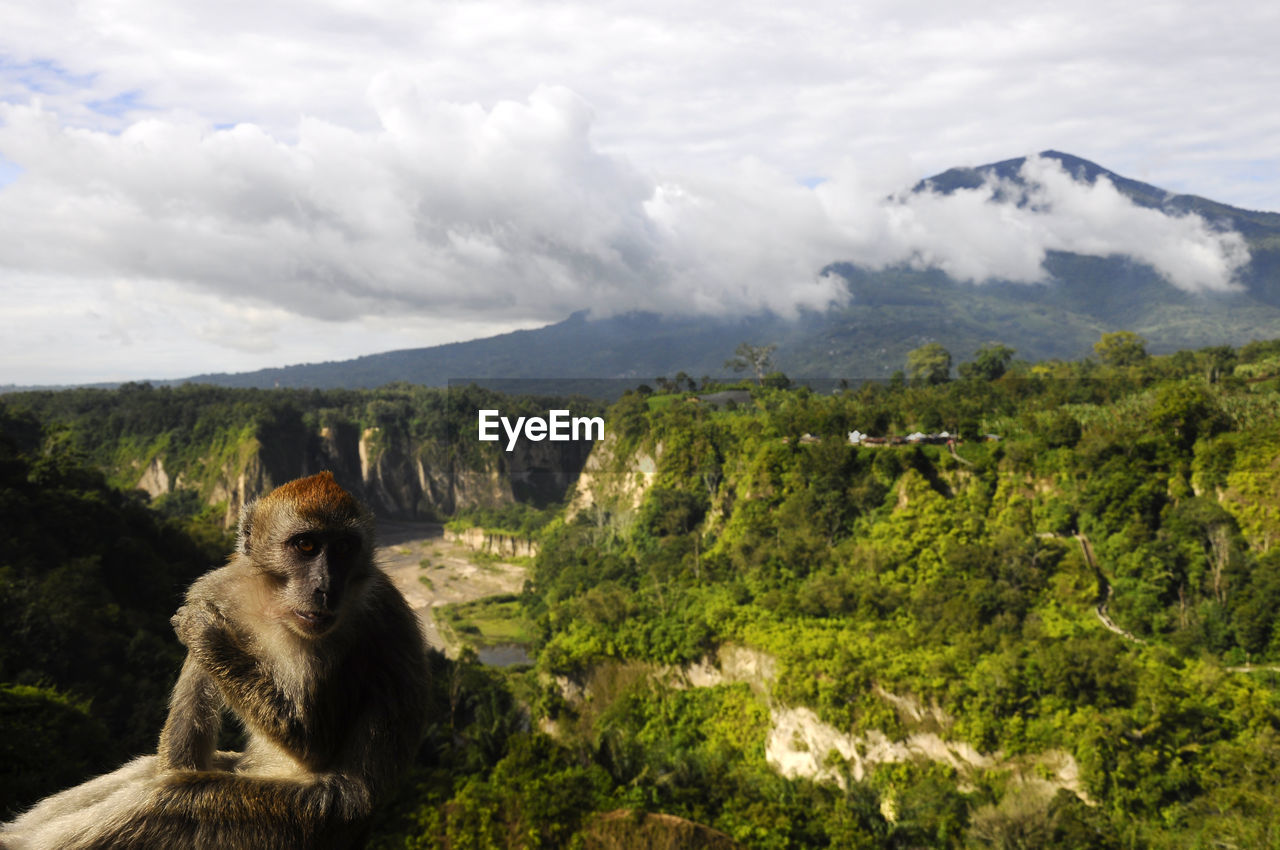 Monkey sitting on mountain against cloudy sky