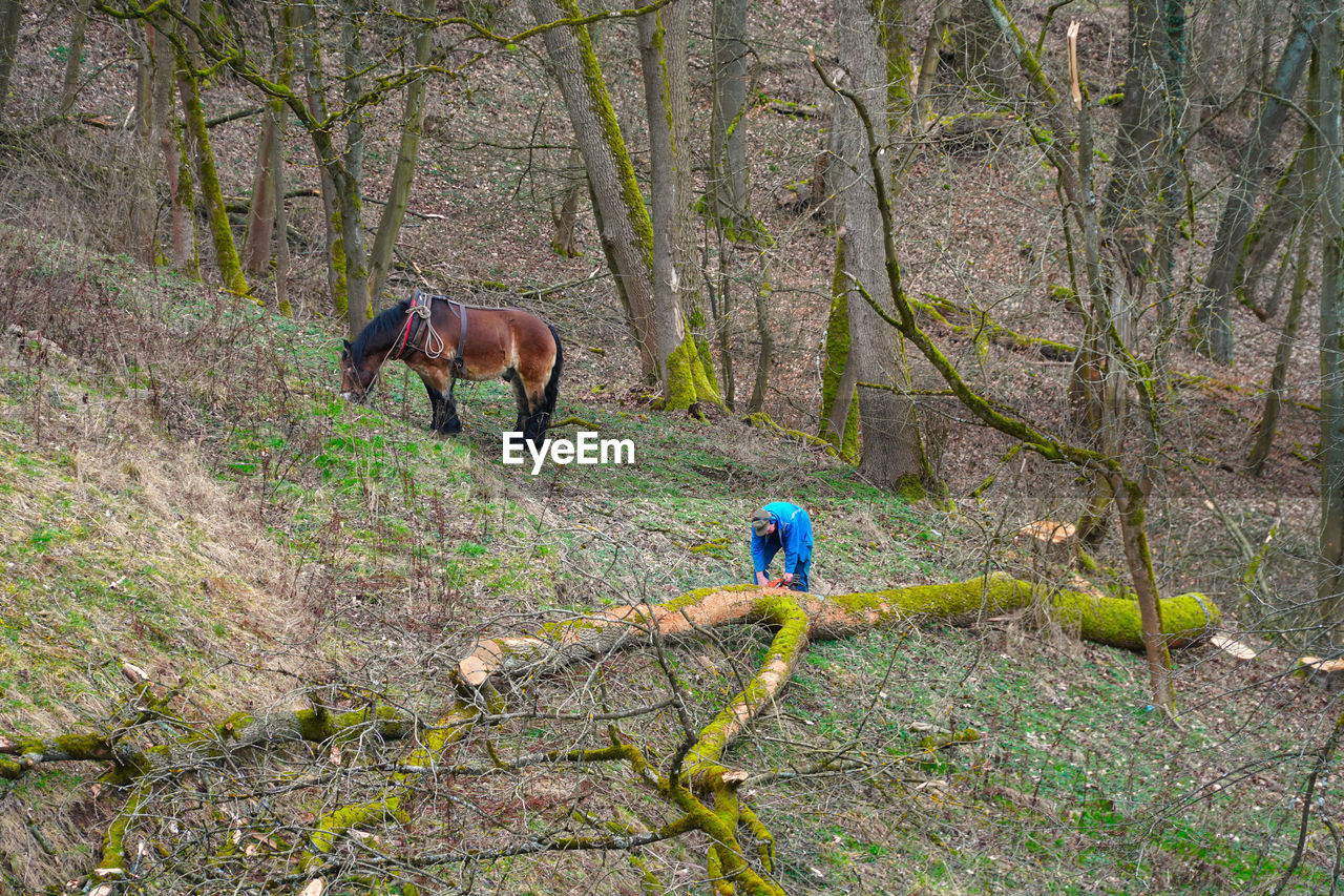 VIEW OF HORSE IN FIELD