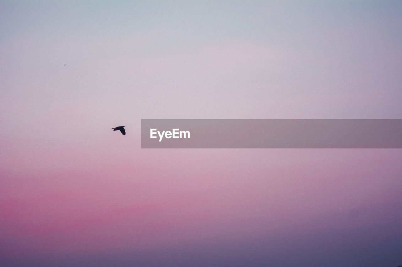 LOW ANGLE VIEW OF BIRD FLYING AGAINST SKY