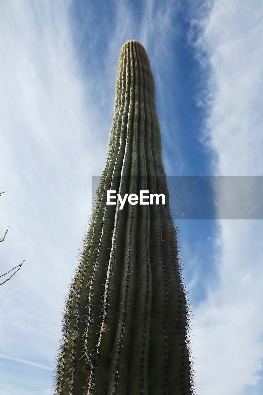 Low angle view of cactus against sky