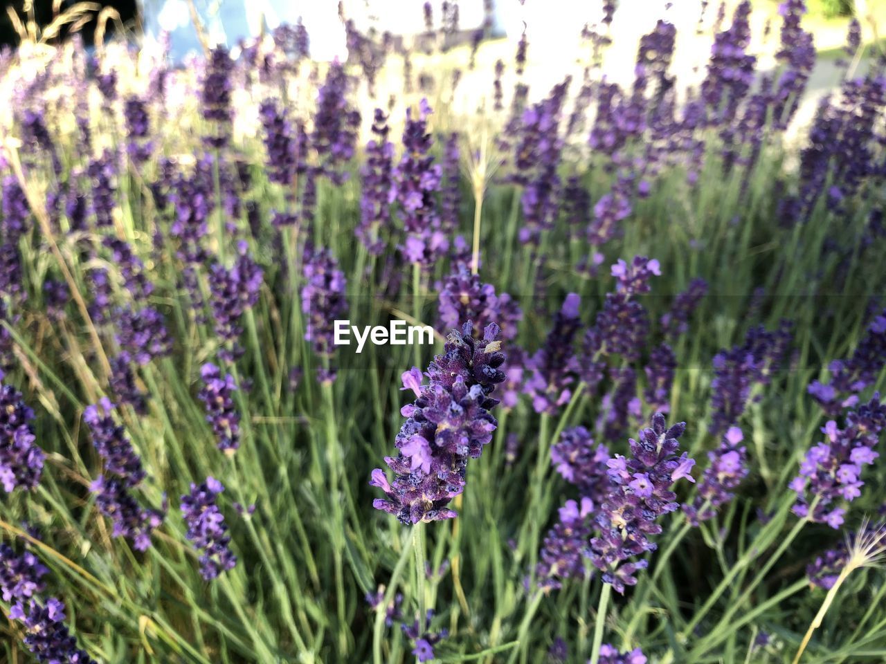 plant, flower, flowering plant, lavender, beauty in nature, purple, freshness, growth, nature, field, fragility, close-up, land, no people, herb, botany, day, outdoors, focus on foreground, selective focus, blossom, sunlight, green, inflorescence, flower head, petal, tranquility, springtime, flowerbed