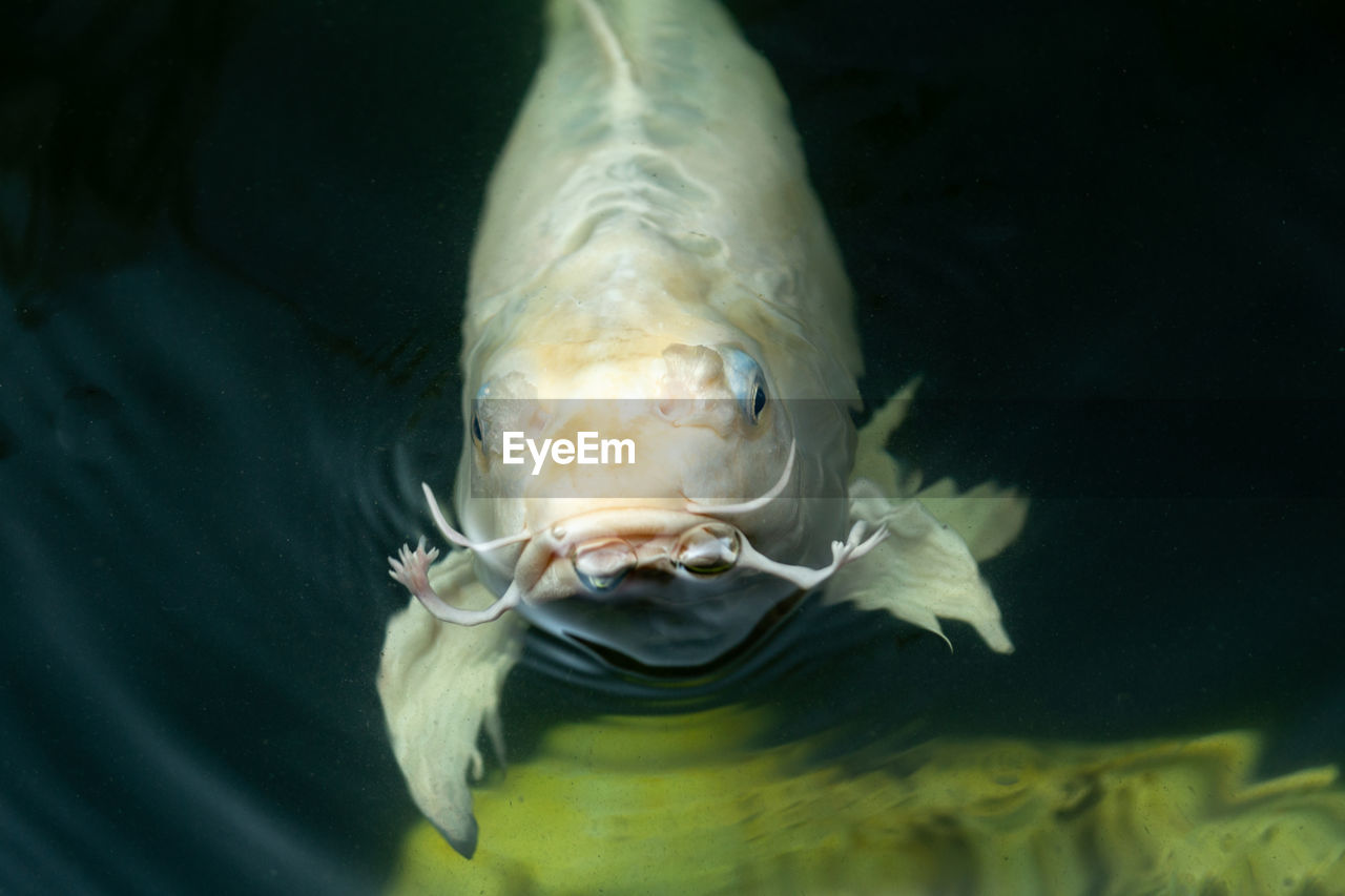 CLOSE-UP OF FISH IN AQUARIUM