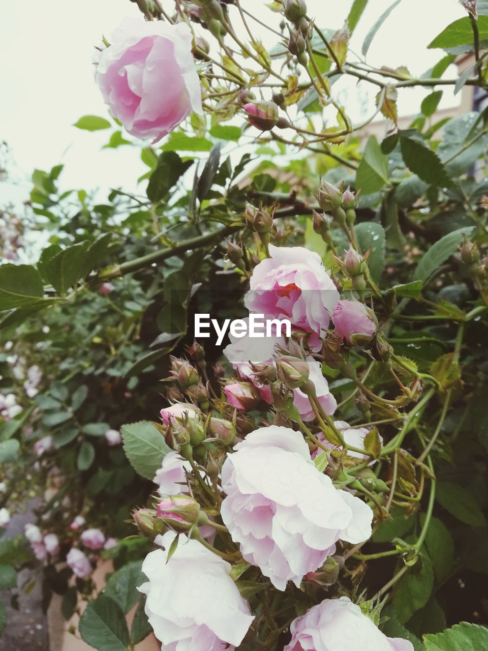 CLOSE-UP OF PINK FLOWERS BLOOMING IN PARK