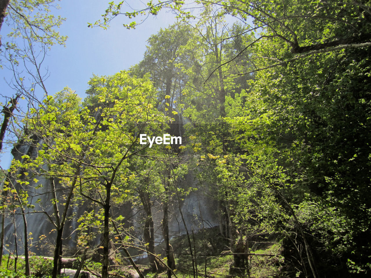 LOW ANGLE VIEW OF TREES IN THE FOREST