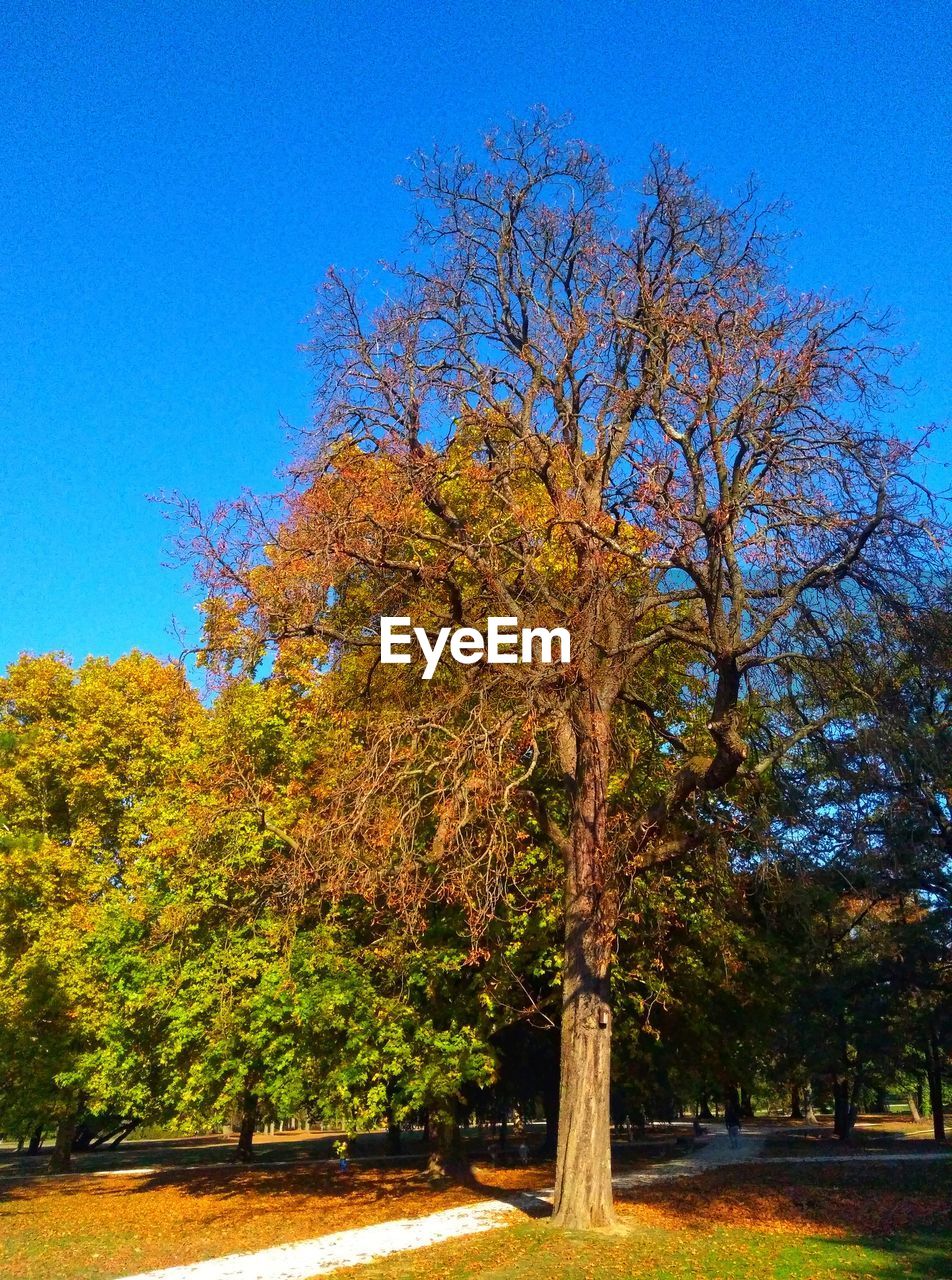 TREES IN PARK DURING AUTUMN AGAINST SKY