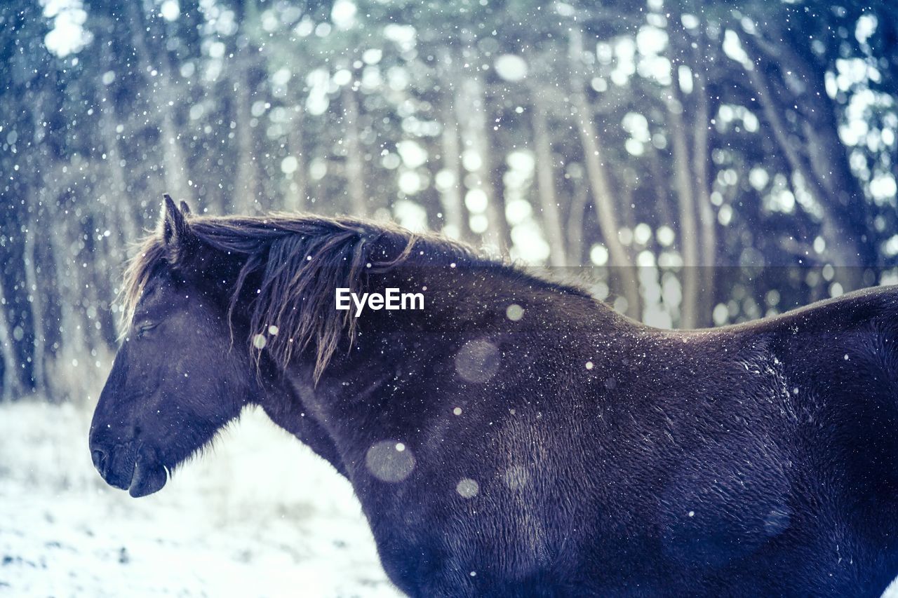 Close-up of horse during snowfall