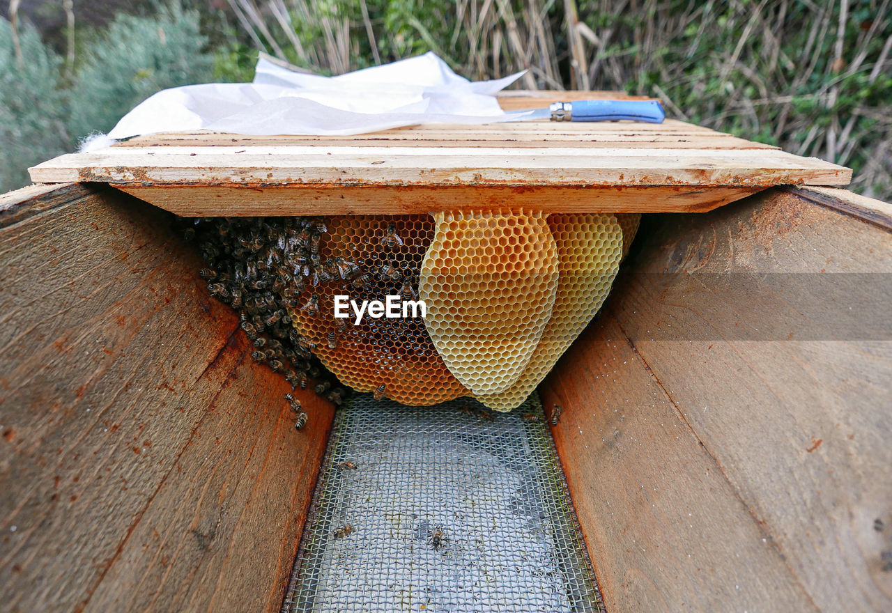 Hive with bees for italian production of honey of first quality