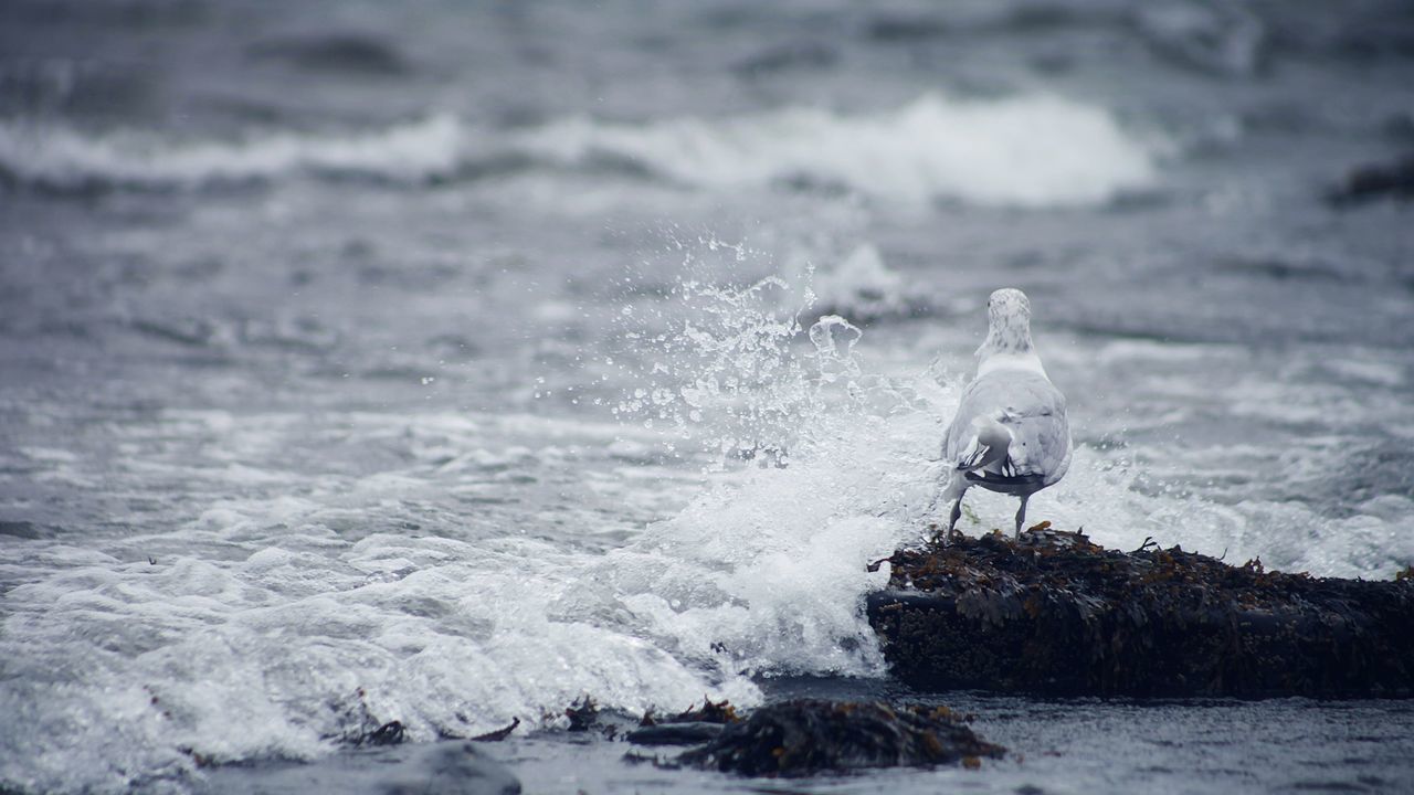 Seagull in splashing surf