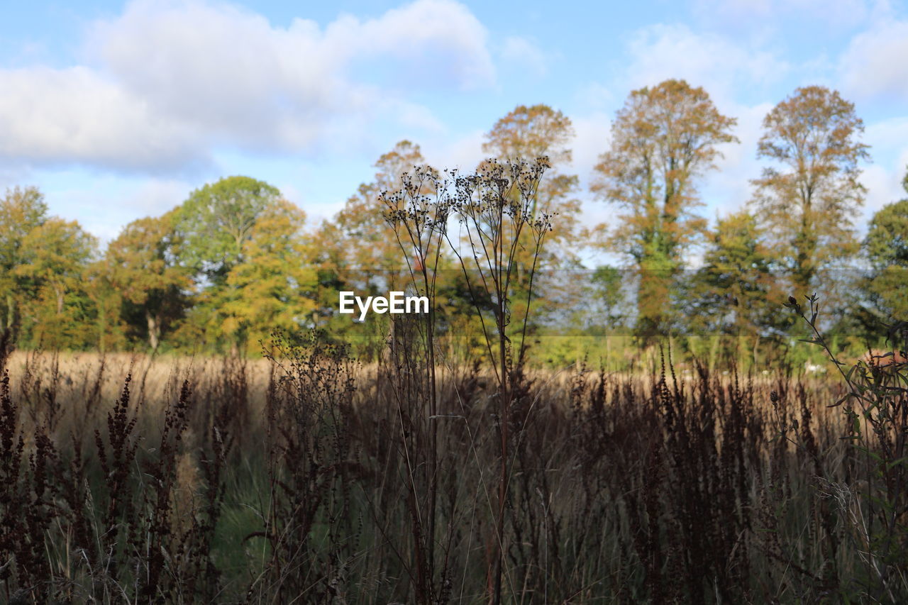 Panoramic view of trees growing on field against sky