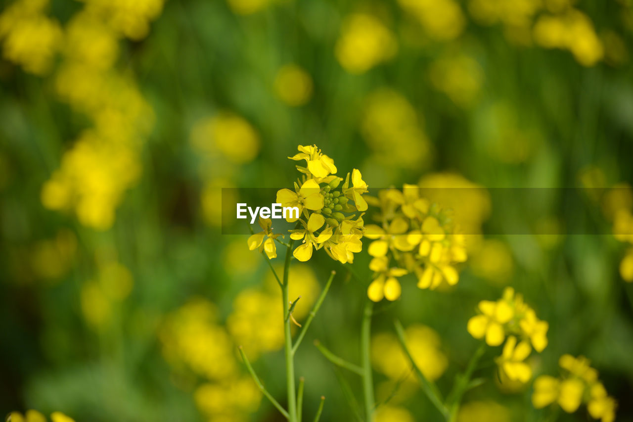 Closeup view of mustard yellow flowers blooming in field